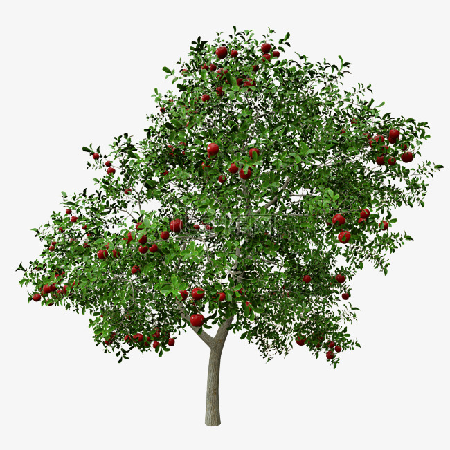 丰收红苹果树