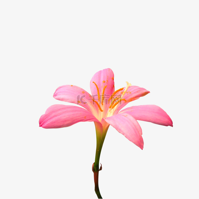 一朵粉色兰花