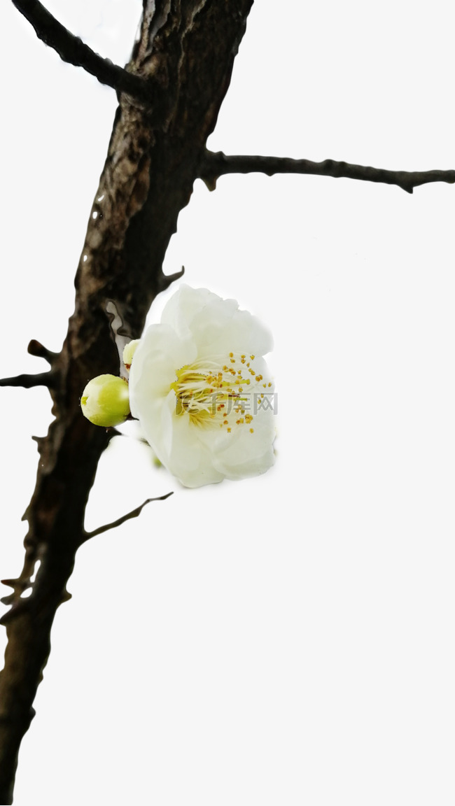 白色的小花粗壮的花枝