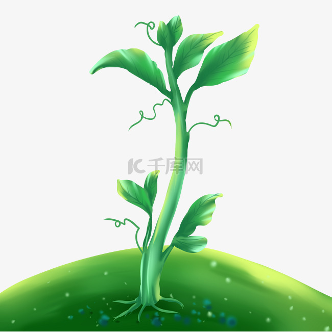 发芽的绿色植物
