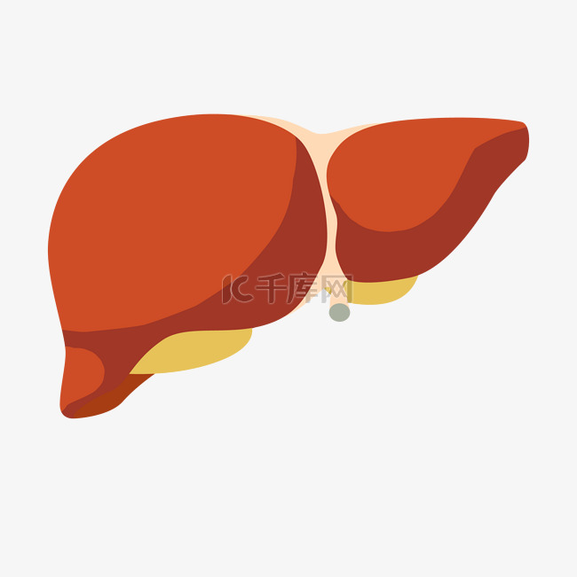 肝脏人体内脏插画