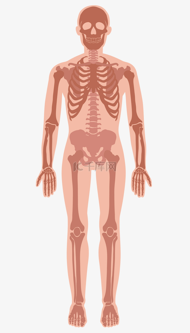 人体骨骼图
