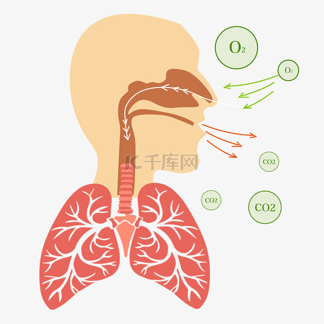 人体器官肺部呼吸