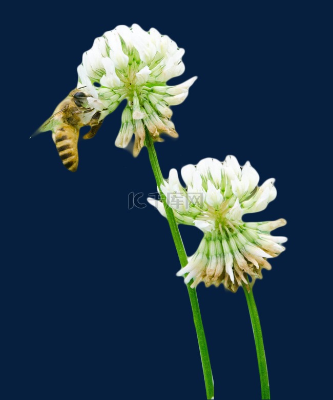 蜜蜂花植物