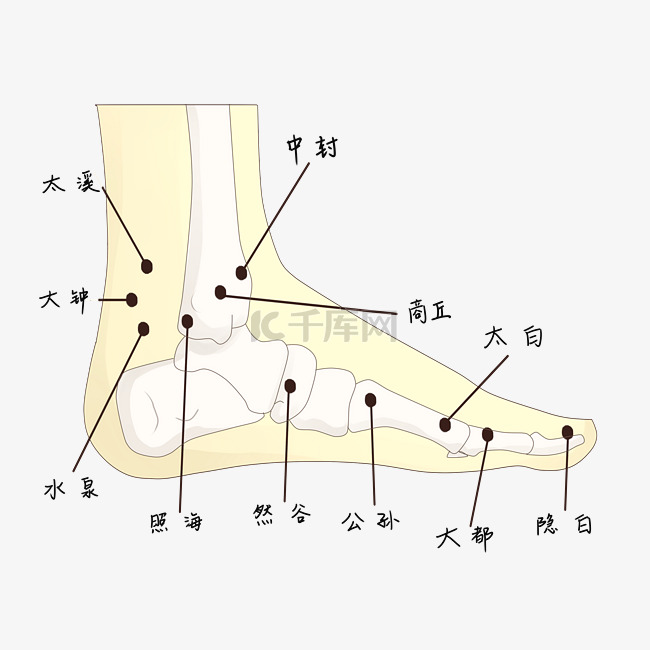 人物足部穴位图