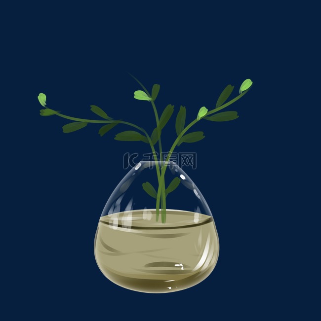 玻璃花瓶中的植物