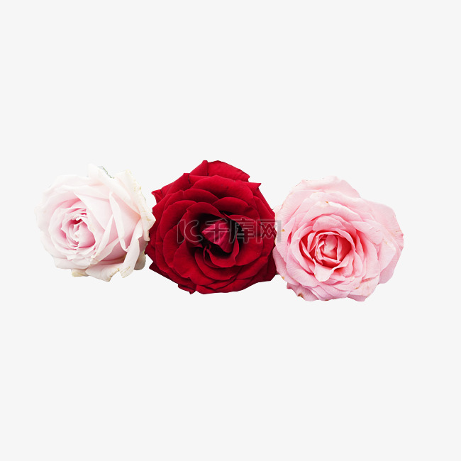 三朵玫瑰花
