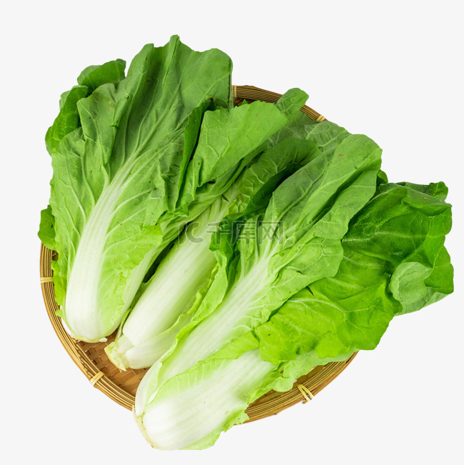 白菜圖 1,300+ 項小白菜插圖檔、免版稅向量圖形及美工圖案- iStock