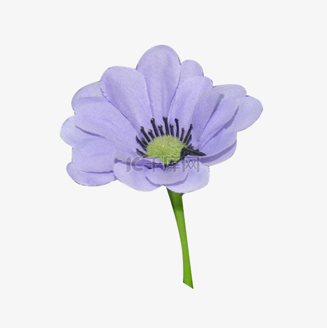 一朵美丽的紫蓝色花朵