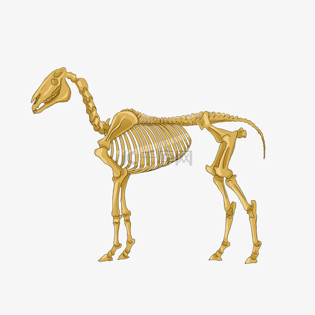 骨骼黄色大马