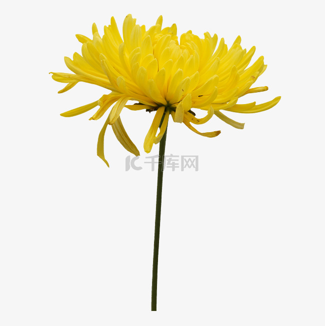 一朵黄色小菊花