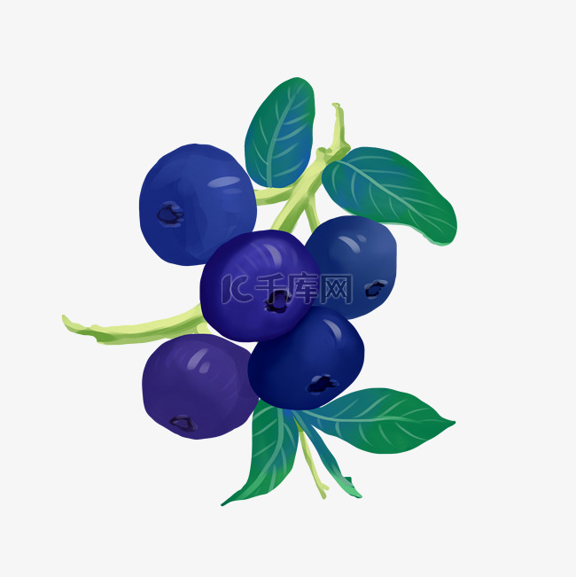 夏季水果蓝莓
