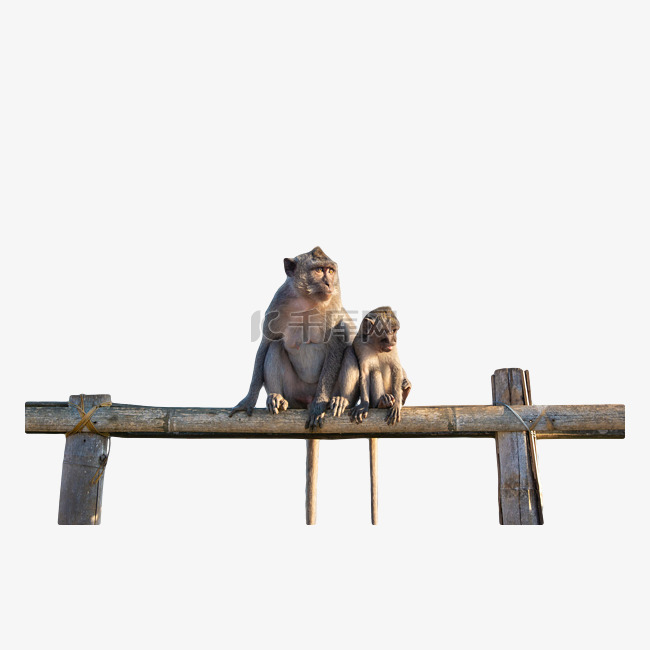 巴厘岛情人崖上的猴子