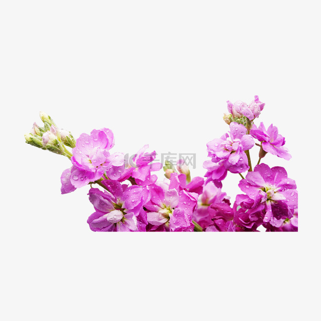 花朵植物紫罗兰