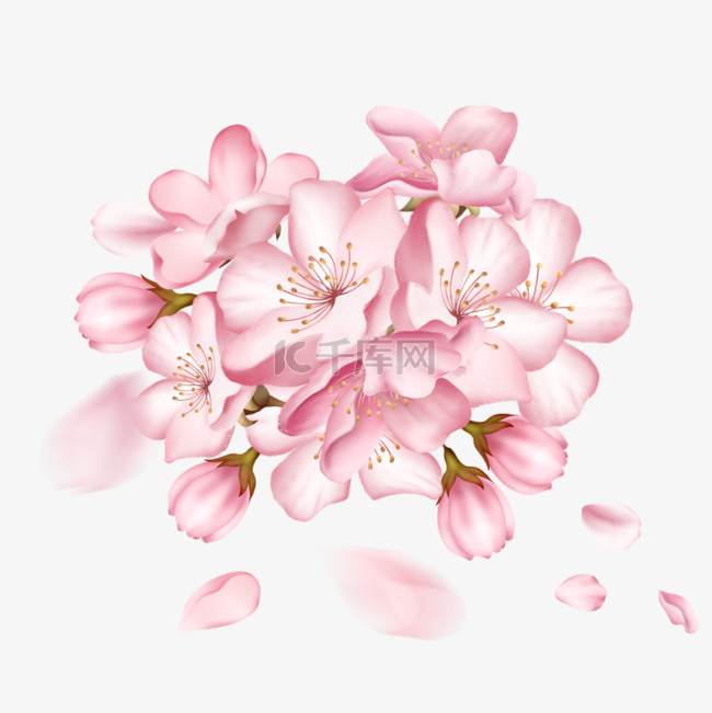 一簇盛开的粉色手绘樱花
