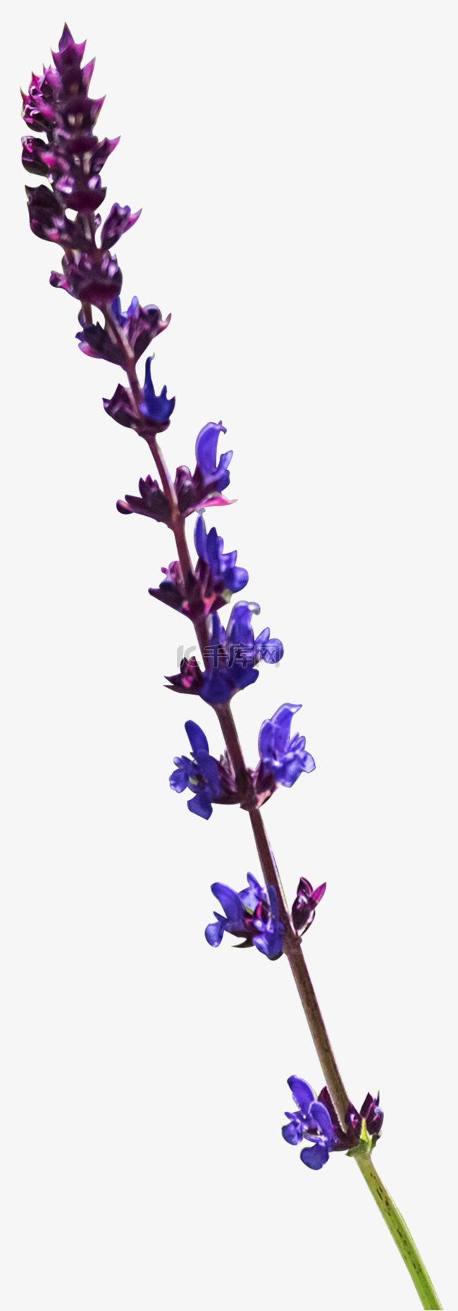 野花紫色