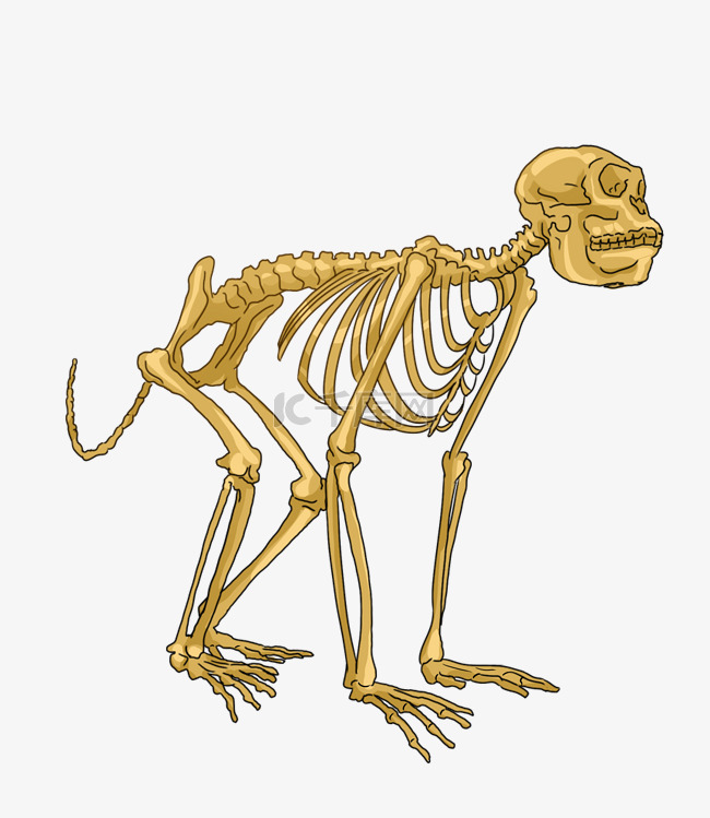 骨骼器官动物