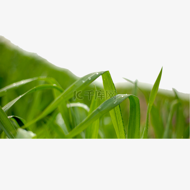 清晨雨后的小麦