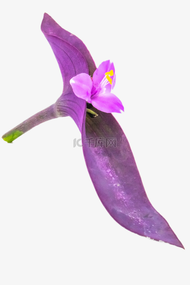 紫竹梅花朵花枝