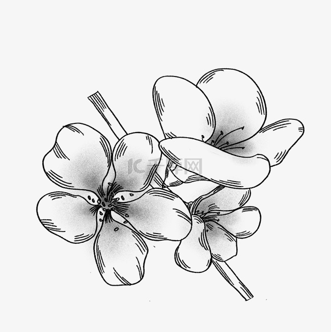 手绘黑白线描花朵