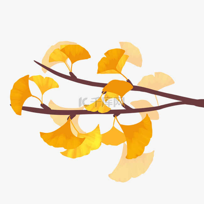 黄色银杏树叶秋分