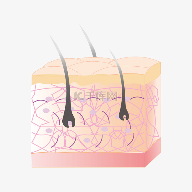 皮肤组织表皮肌肤毛孔毛囊医美修
