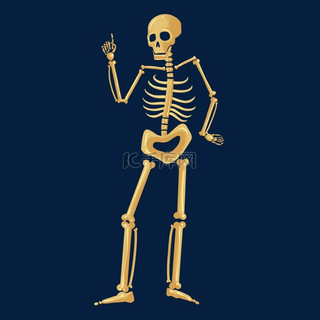骨骼骨架人体结构