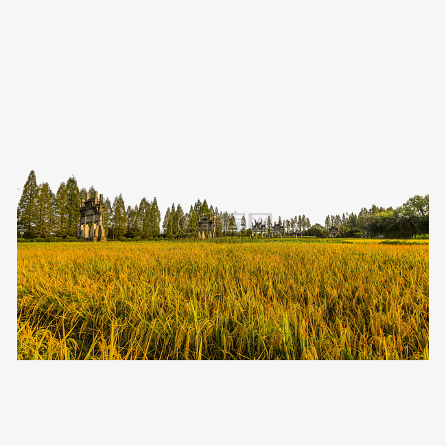 稻田稻子成熟风景
