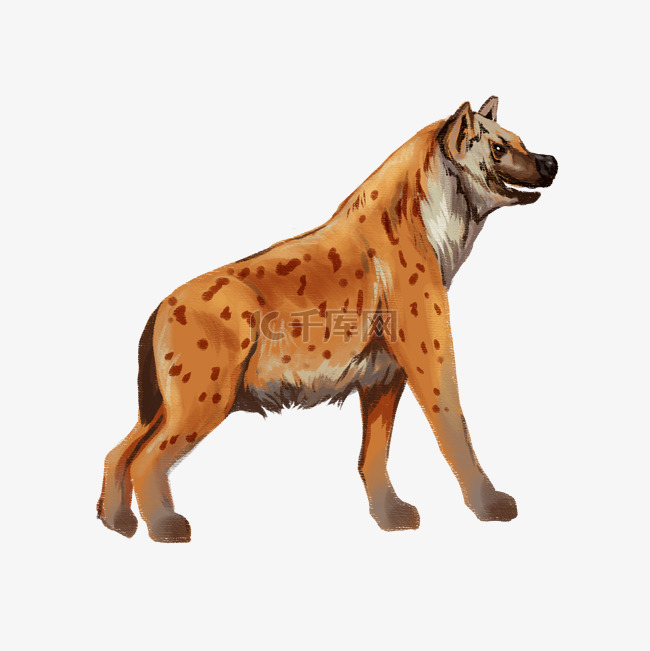 动物斑鬣狗