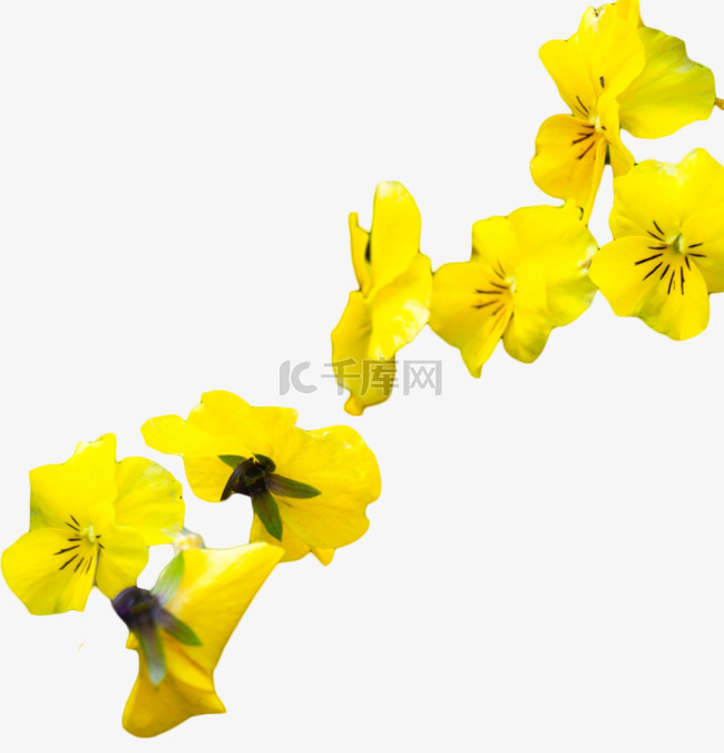 一朵朵绚丽黄色小花