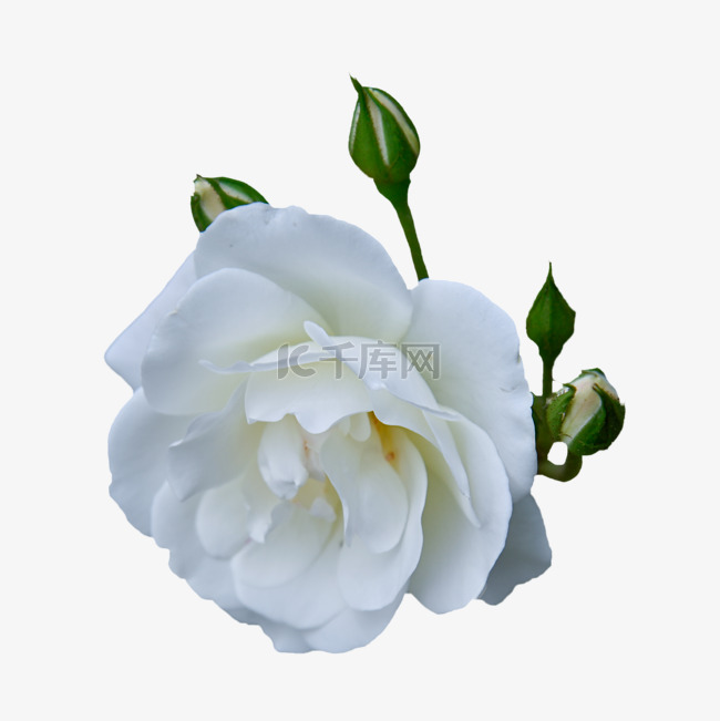 玫瑰特写绿植白色花朵