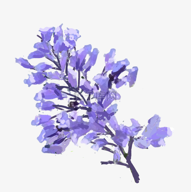 蓝花楹紫色花朵