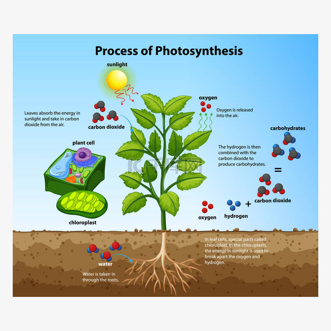 利用植物和细胞图解显示光合作用