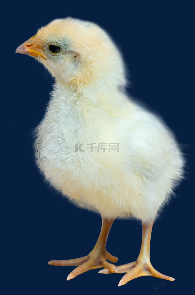 小鸡鸡仔乳鸡素材图片免费下载_高清免抠摄影png_千库网(图片编号