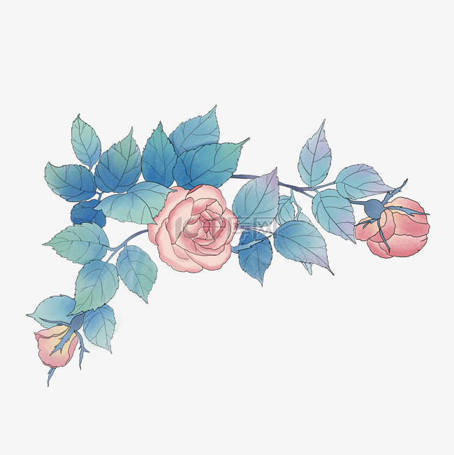 花朵植物玫瑰花