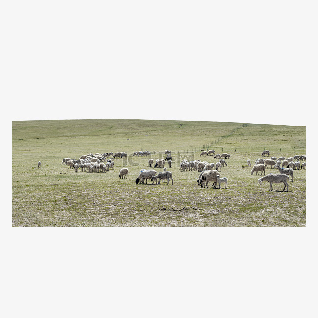 草原牧场羊群夏季