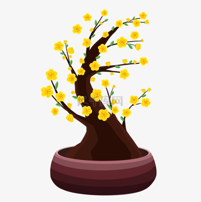 黄杏花盆栽越南新年传统