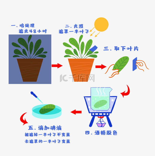 教育培训生物实验光合作用实验步