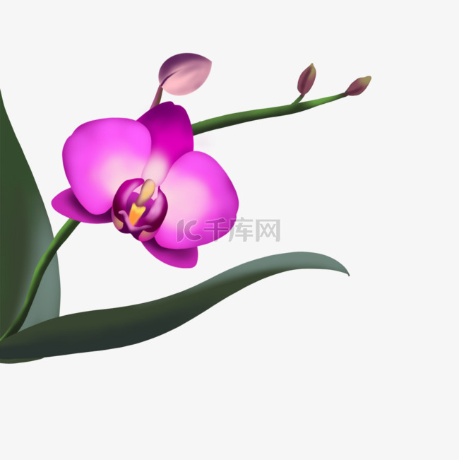 深紫色兰花剪贴画