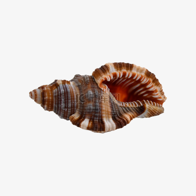 海螺配件海洋螺纹