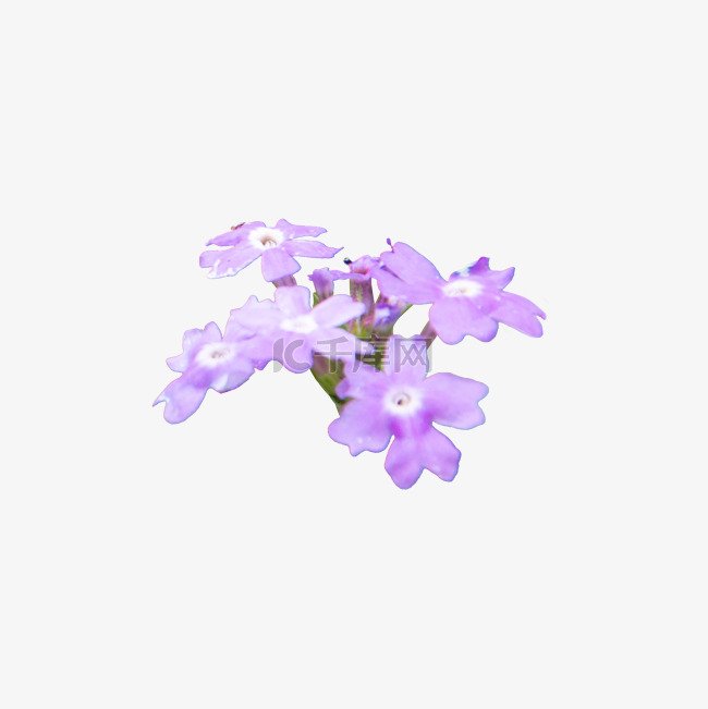 美女樱花瓣鲜花摄影图植物