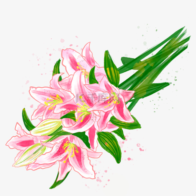 美丽的百合花束粉色插画水彩花卉