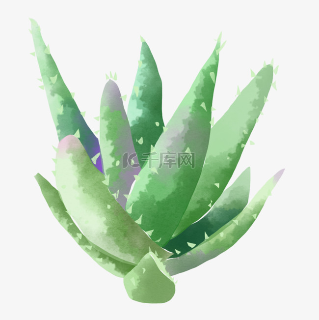 植物芦荟立体图画