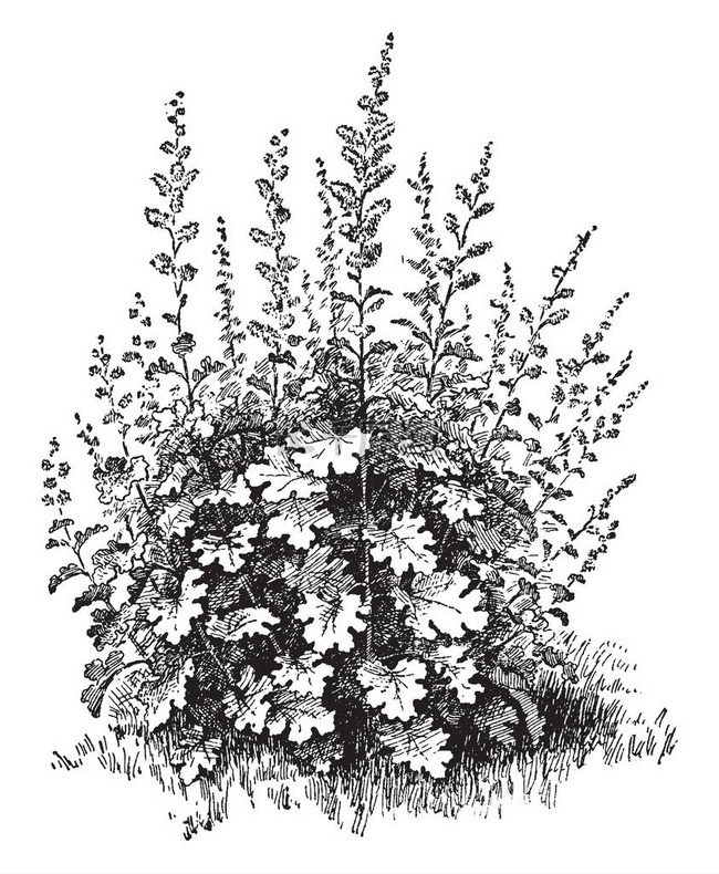 Bocconia 是一种开花植