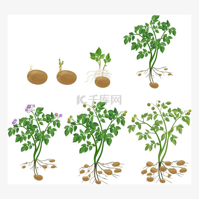 马铃薯植物生长周期 