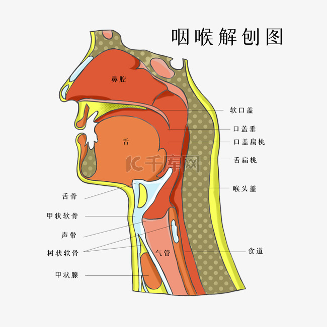 人体组织器官咽喉医疗医学健康