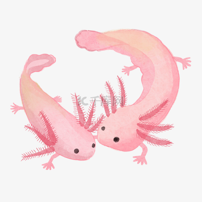蝾螈水彩可爱动物粉红色两个