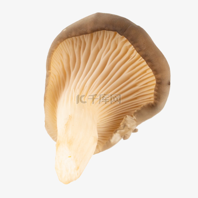 菌类菌菇蘑菇蔬菜