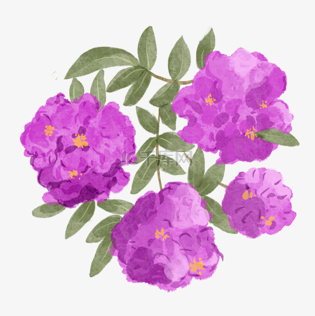 紫薇花水彩风格紫色