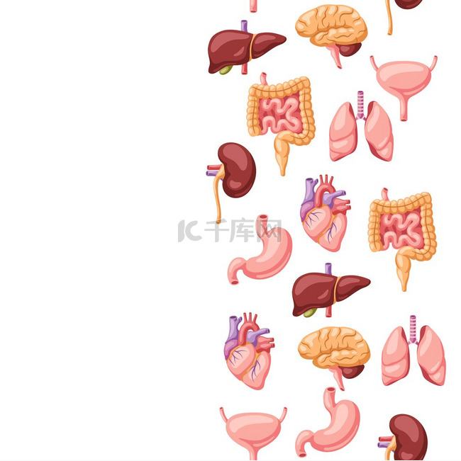 内脏无缝图案人体解剖学卫生保健